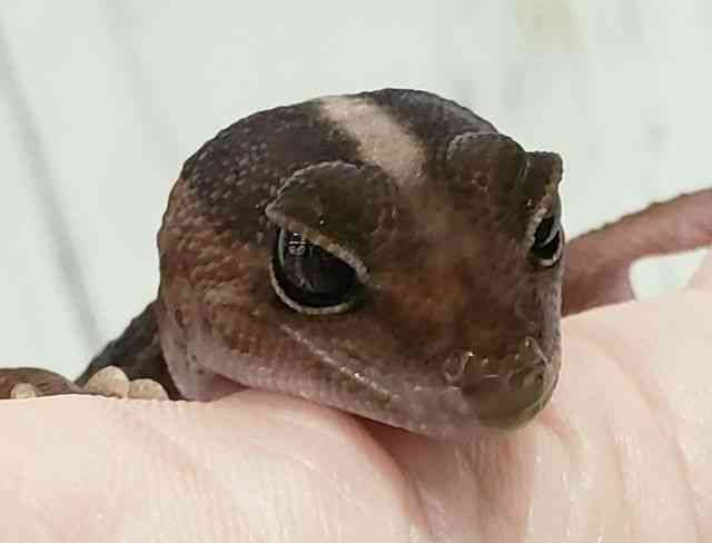 ニシアフリカトカゲモドキ