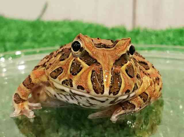クランウェルツノガエル
