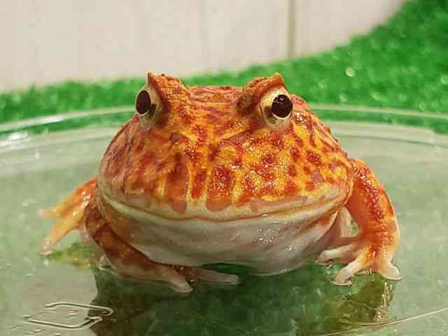 クランウェルツノガエル