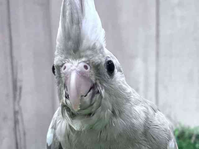 
                    オカメインコ