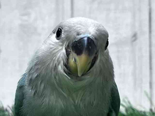 
                    コザクラインコ