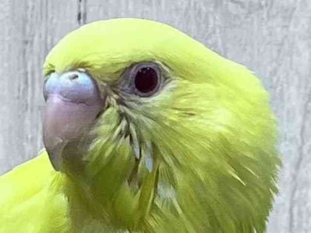 
                    セキセイインコ