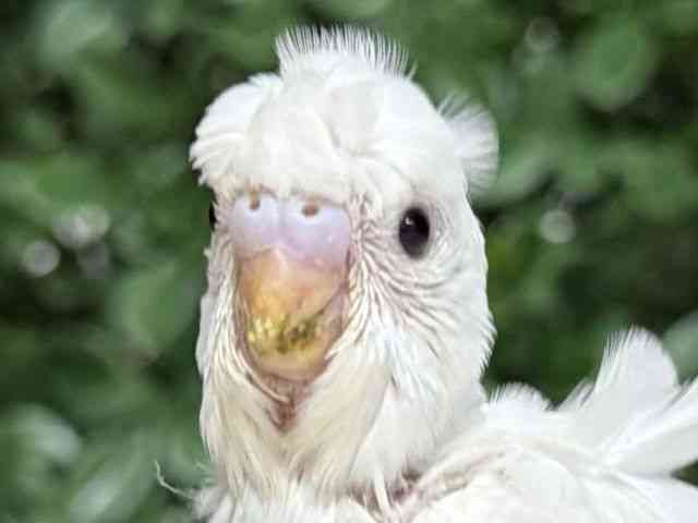 
                    羽衣セキセイインコ