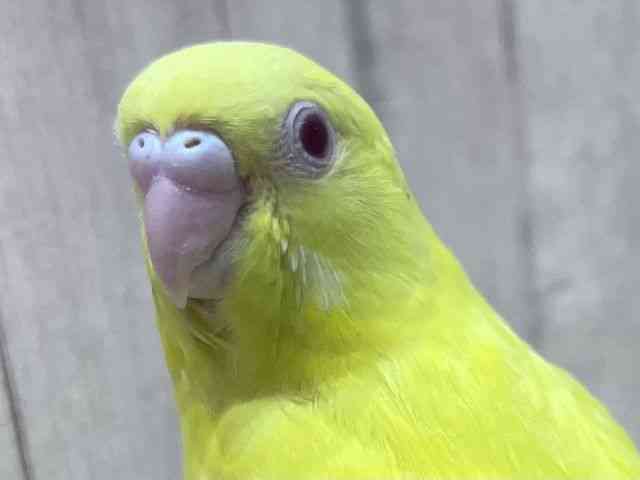 
                    セキセイインコ