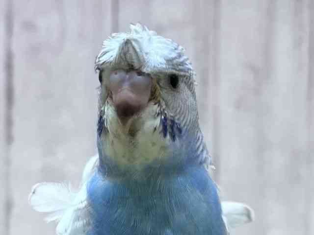
                    羽衣セキセイインコ