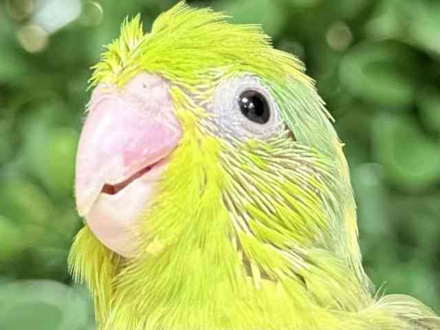 
                    マメルリハ