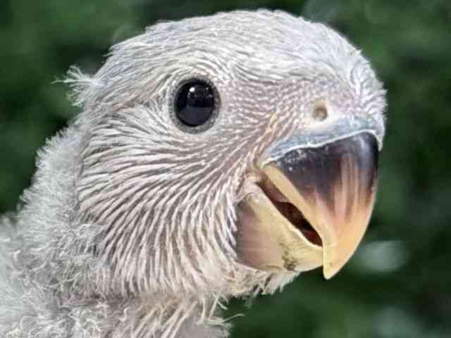 
                    コザクラインコ