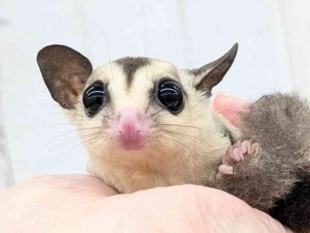 
                    フクロモモンガ