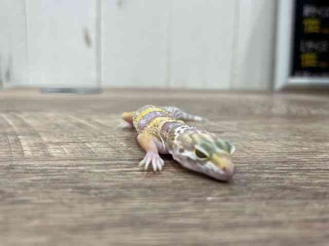 ヒョウモントカゲモドキ