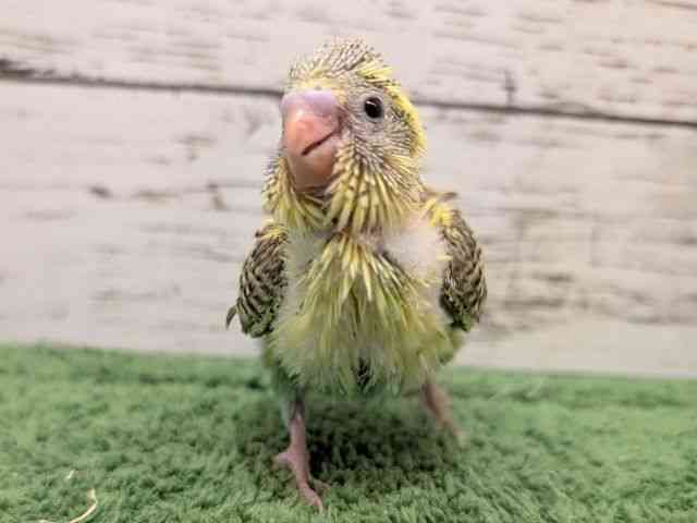 
                    セキセイインコ