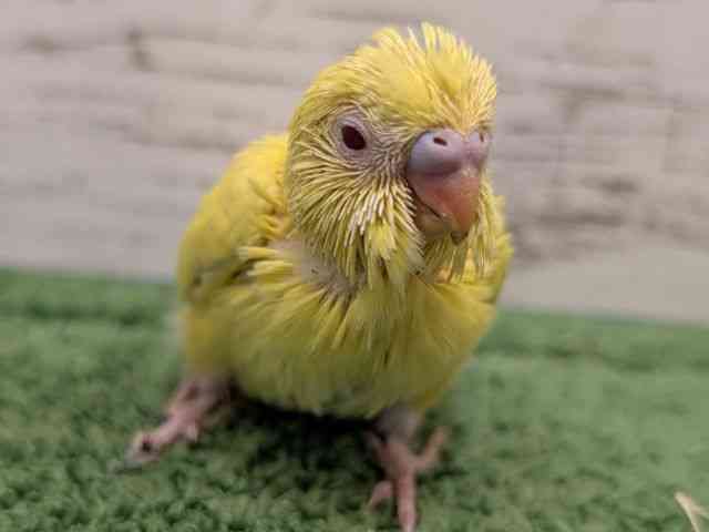 
                    セキセイインコ