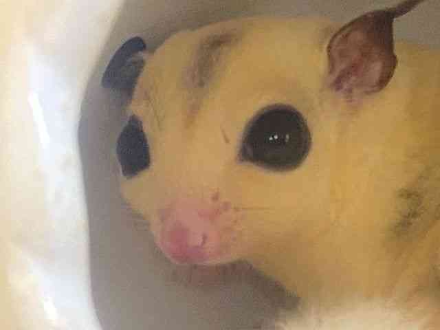 
                    フクロモモンガ
