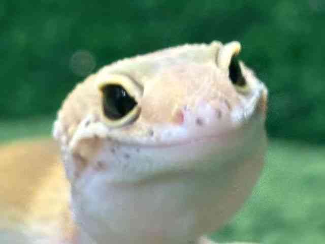 ヒョウモントカゲモドキ