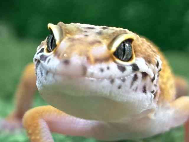 ヒョウモントカゲモドキ