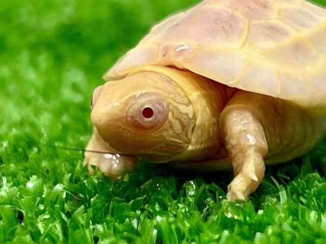 ゼニガメ