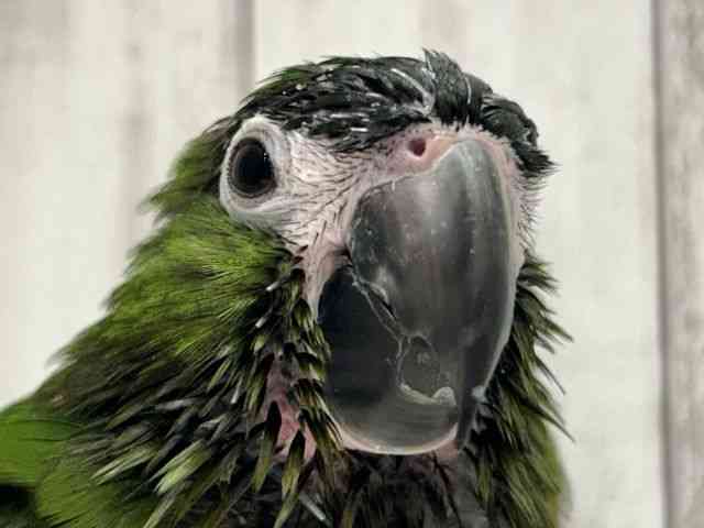 
                    コミドリコンゴウインコ