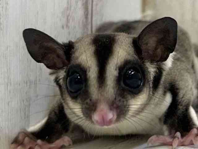 
                    フクロモモンガ