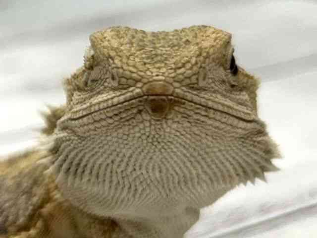フトアゴヒゲトカゲ