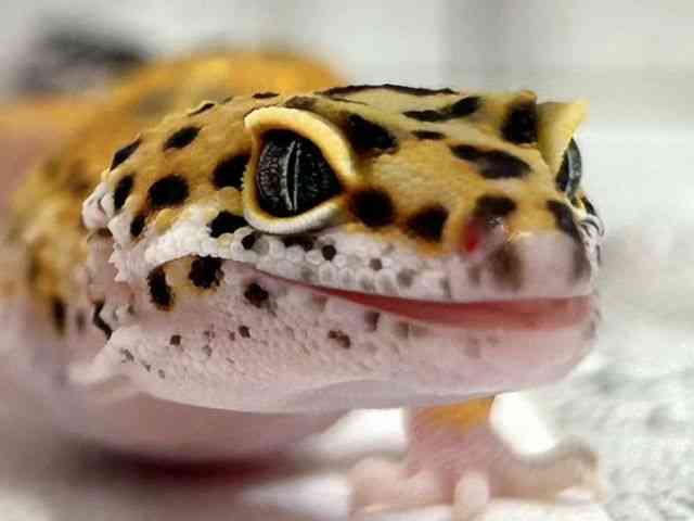 ヒョウモントカゲモドキ