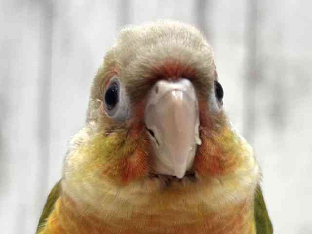 
                    ホオミドリアカオウロコインコ