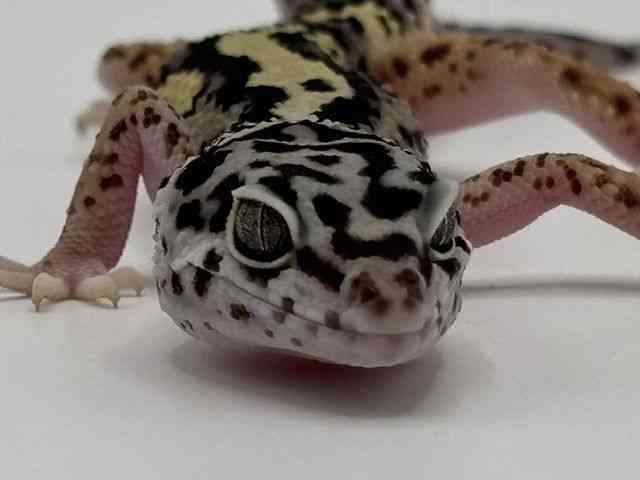 ヒョウモントカゲモドキ