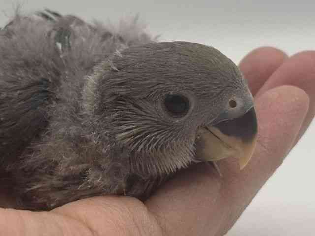 
                    コザクラインコ