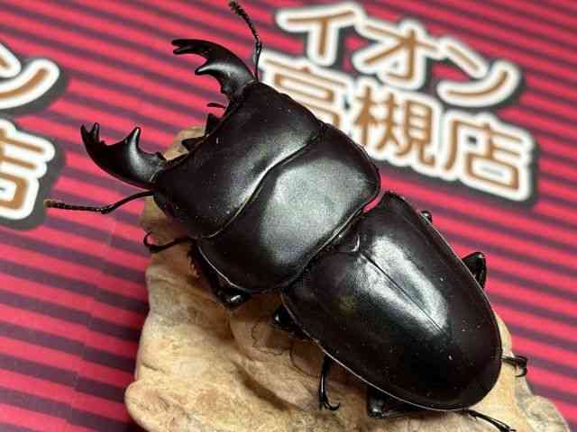 外国産