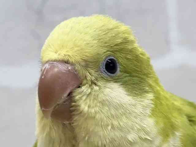 
                    オキナインコ