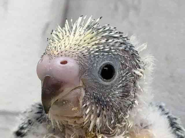
                    セキセイインコ