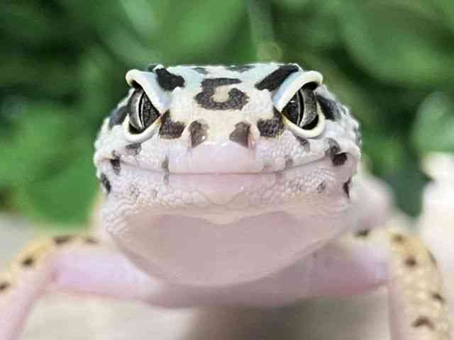 pet image