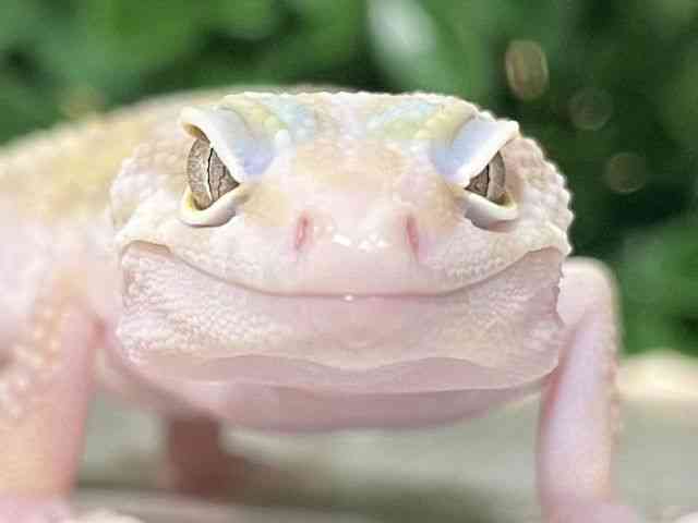 pet image
