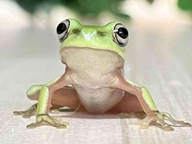 pet image