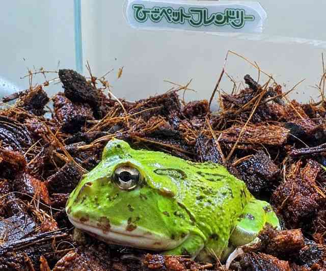 クランウェルツノガエル