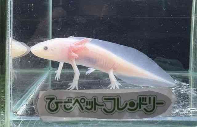 リューシスティック