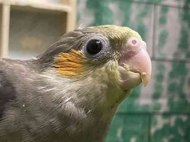 
                    オカメインコ