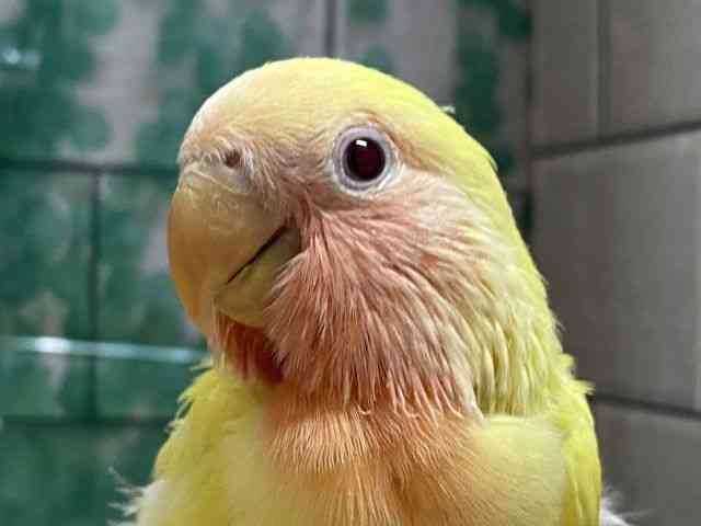 
                    コザクラインコ