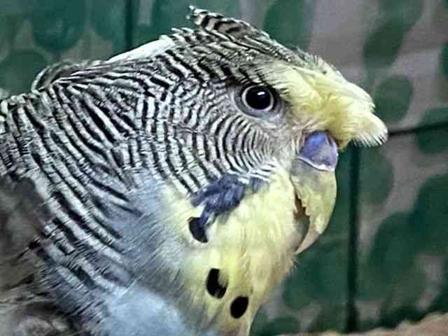 
                    羽衣セキセイインコ