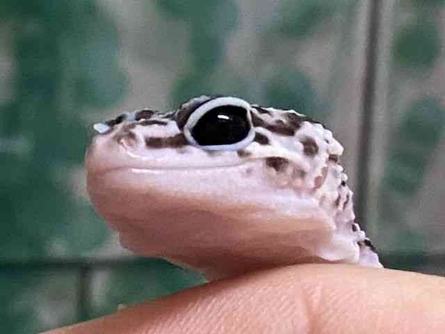 ヒョウモントカゲモドキ