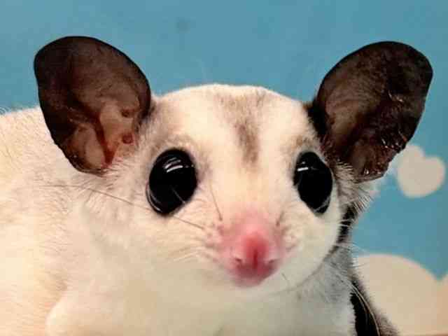 
                    フクロモモンガ