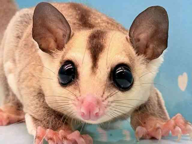 
                    フクロモモンガ