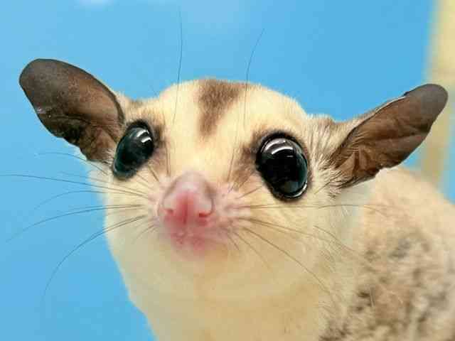 
                    フクロモモンガ