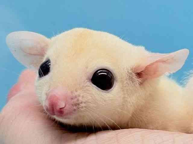 
                    フクロモモンガ