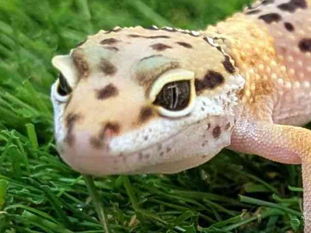 ヒョウモントカゲモドキ