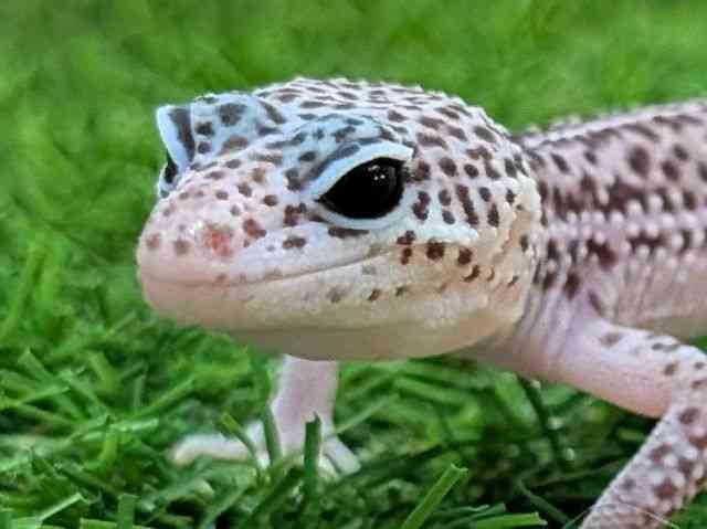 ヒョウモントカゲモドキ