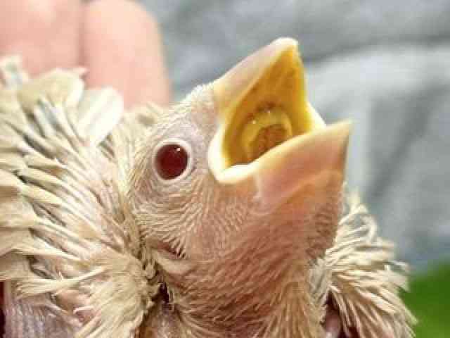 
                    ブンチョウ
