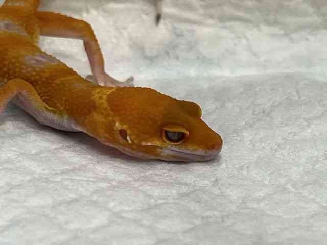 ヒョウモントカゲモドキ