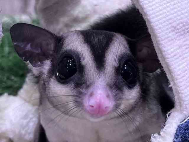 
                    フクロモモンガ
