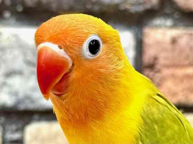 
                    ボタンインコ