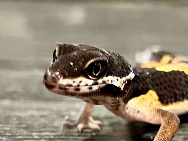 ヒョウモントカゲモドキ