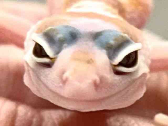 ヒョウモントカゲモドキ